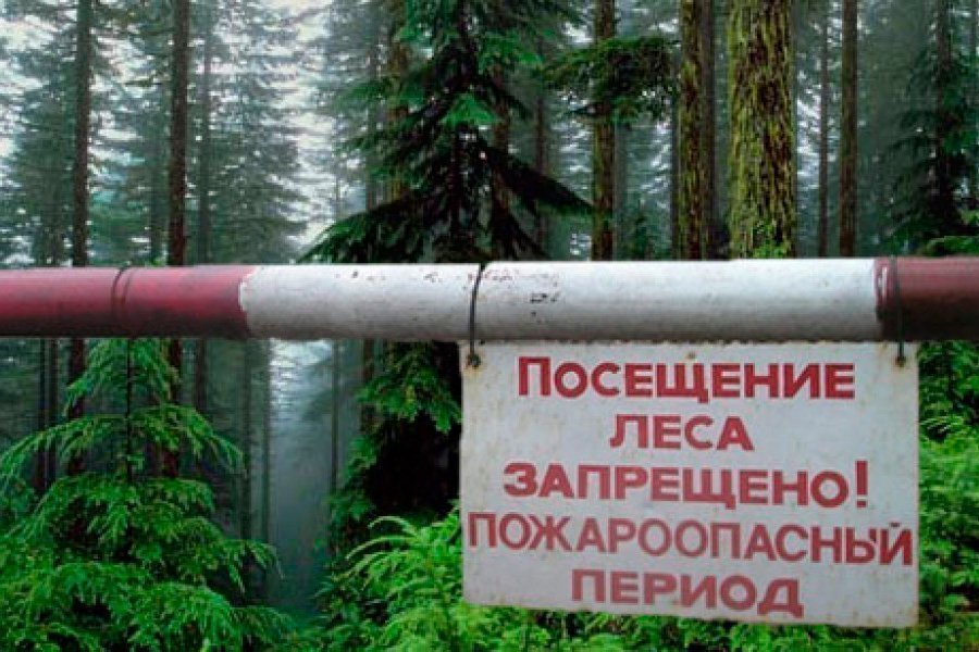 Минлесхоз запретили посещение лесов в Минской и Гродненской областях