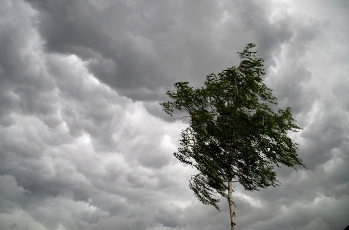 В гомельском районе ветер повалил 90 гектар леса