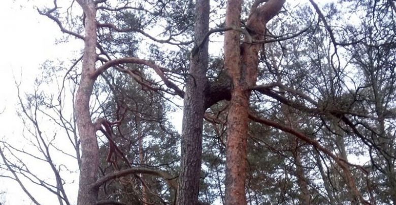 Сросшиеся сосны в Беловежской пуще
