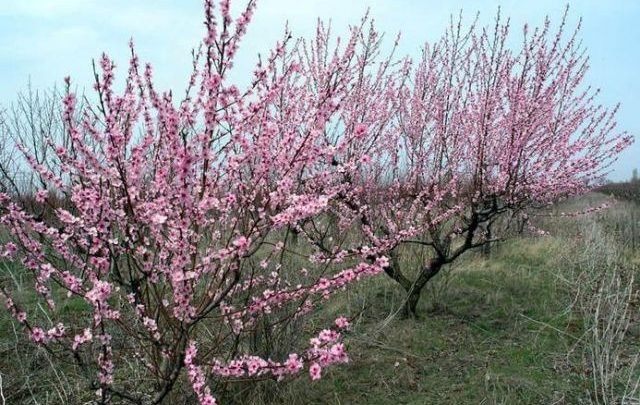 Зацвели персиковые деревья