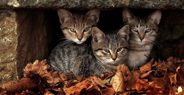кошки