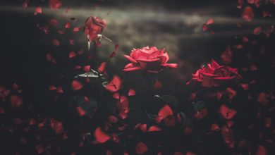 красные розы
