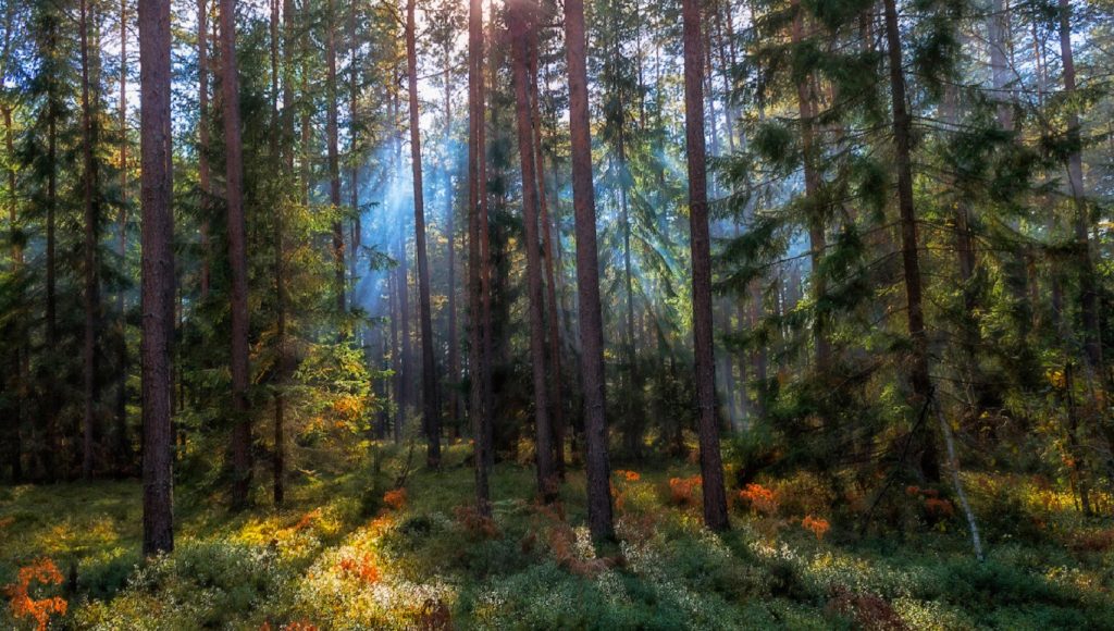 Акция «Чистый лес» пройдет в Беларуси
