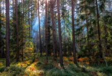 Акция «Чистый лес» пройдет в Беларуси