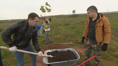В Витебской области высадят более 1 тыс. деревьев и кустарников