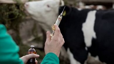 Белорусские ученые создали новую вакцину «БольшеВАК» для животных