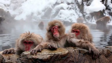 Японские макаки научились рыболовству, чтобы пережить зиму 3