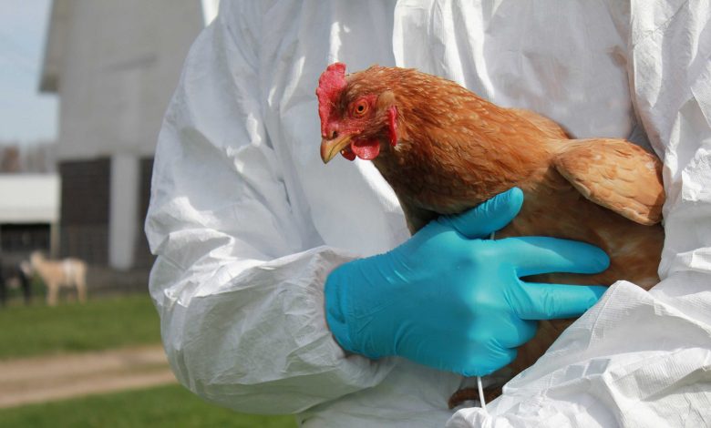 Во Франции объявлен повышенный уровень опасности из-за птичьего гриппа 1