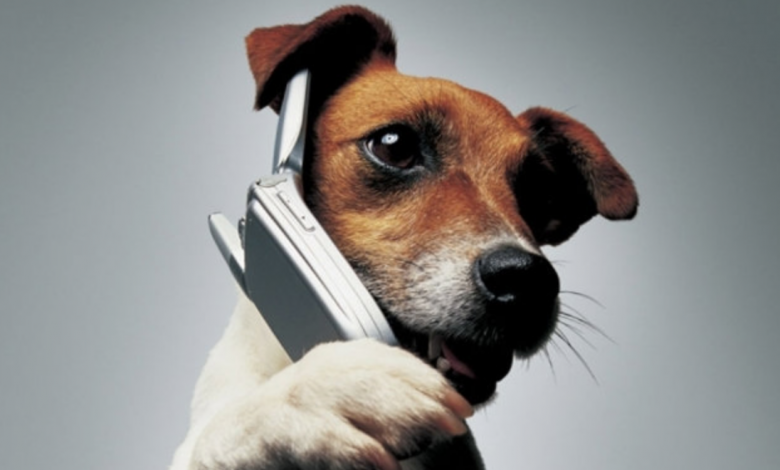Новый британский "Собакофон": собаки смогут звонить хозяевам 1