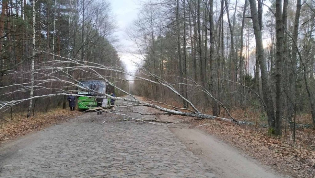 Из-за сильного ветра за сутки пострадали 224 населенных пункта Беларуси