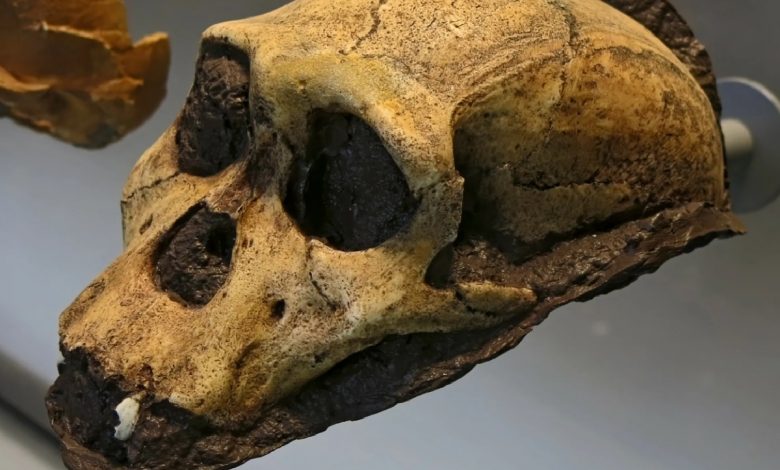 Найденные окаменелости показали, как передвигались предки человека 1
