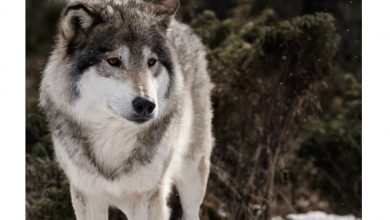 Вымерли норвежские волки 9