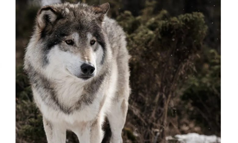Вымерли норвежские волки 1