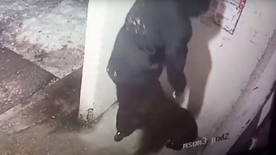 За избиение собаки жителю Новополоцка грозит штраф 10