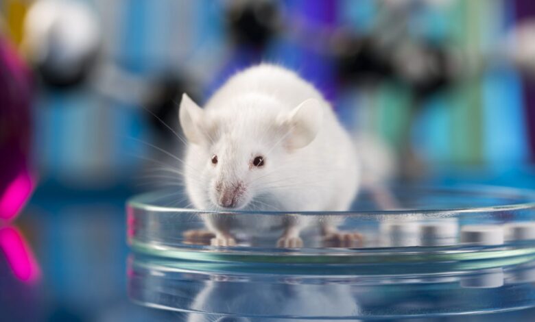 Китайские учёные заявили о мышином происхождении "омикрон"-штамма 1