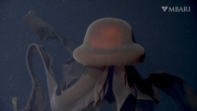 В Калифорнии на видео попала гигантская медуза-фантом 2