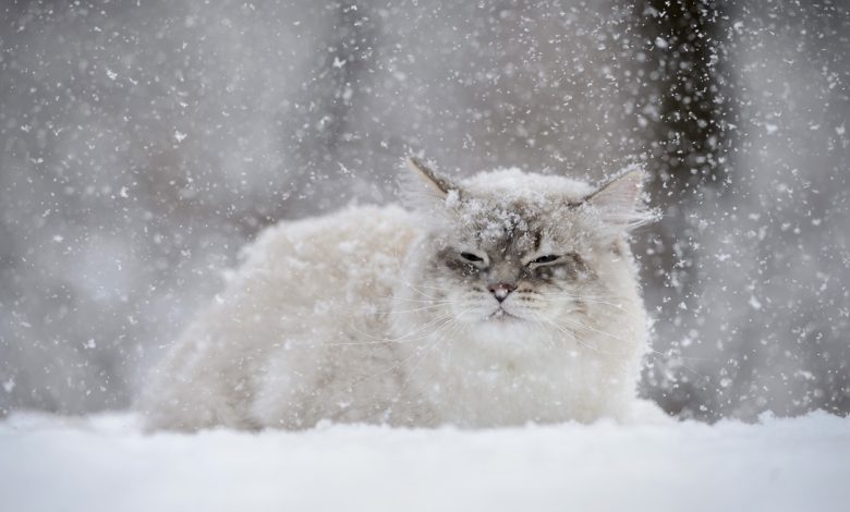 мокрый снег, кот в снегу, погода
