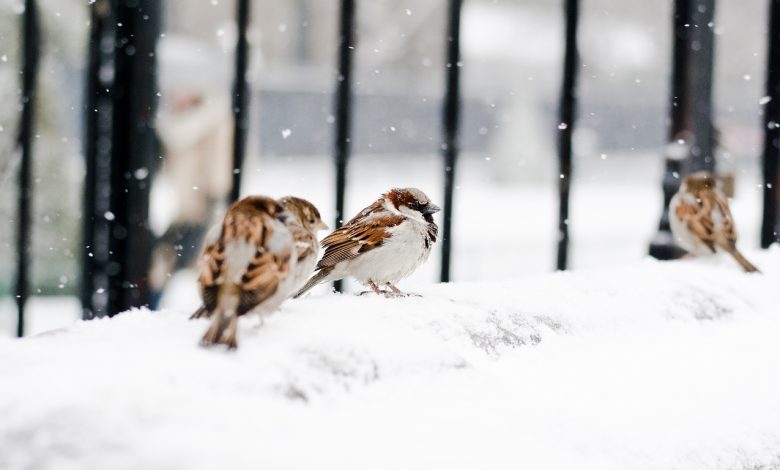 птицы на снегу, погода