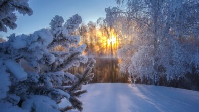 зима, сильные морозы, погода, деревья в снегу