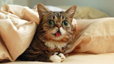 Учёные выяснили, что сделало с кошками одомашнивание 2