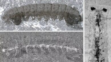 Найдены останки насекомых возрастом 500 миллионов лет, у которых сохранилась нервная ткань 21