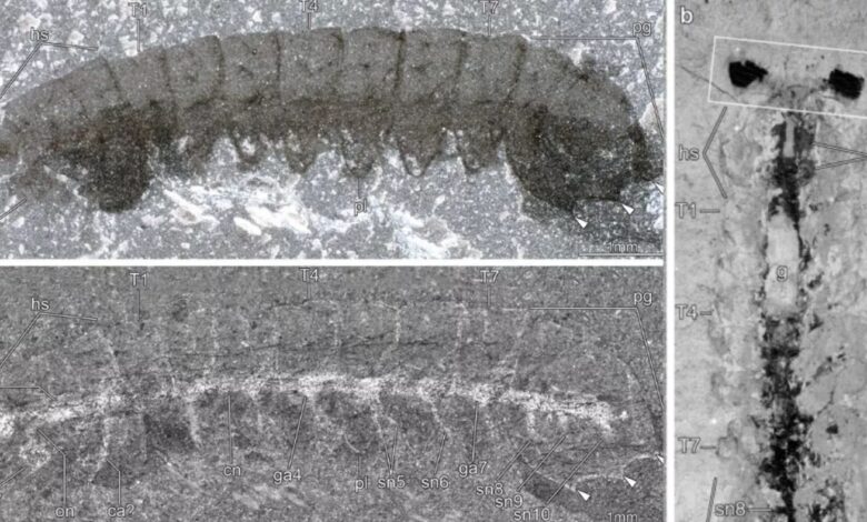 Найдены останки насекомых возрастом 500 миллионов лет, у которых сохранилась нервная ткань 1