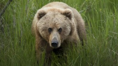 В Ташкенте мать сбросила трёхлетнего ребёнка в вольер с медведем 1