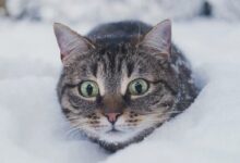 Двадцатиградусные морозы обещают синоптики в Беларуси на следующей неделе