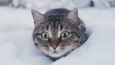 Двадцатиградусные морозы обещают синоптики в Беларуси на следующей неделе