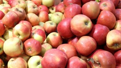 Правительство ограничило цены на овощную продукцию и яблоки