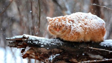 кот на дереве, снег идёт, погода