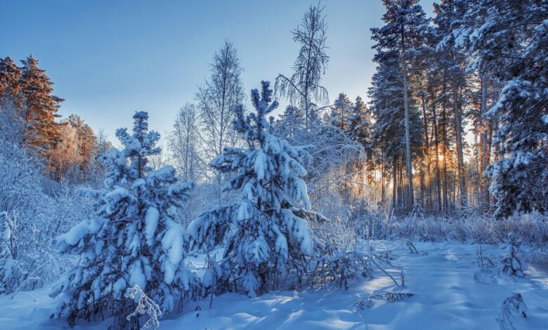 лес зимой, сильные морозы, погода