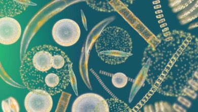 Природная эволюция: микроорганизмы научились поедать пластик 7