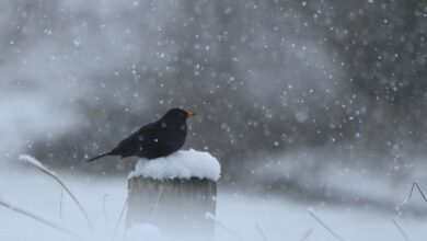 птица, снег, погода