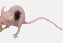 Прорыв в борьбе с облысением: учёные научились выращивать человеческие волосы на мышах 3