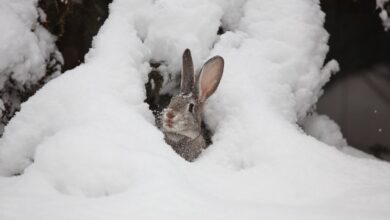 заяц под снегом зимой, погода