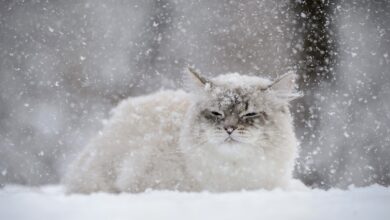 кошка, снег, погода