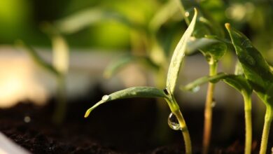 рассада в земле