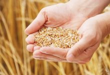 Россия обеспечит Беларусь пшеницей, гречкой и маслом в случае форс-мажора 39