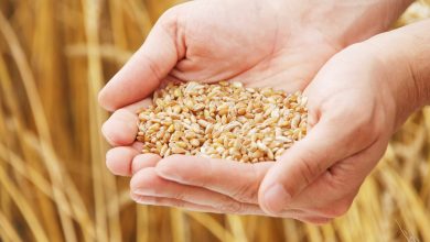 Россия обеспечит Беларусь пшеницей, гречкой и маслом в случае форс-мажора 2