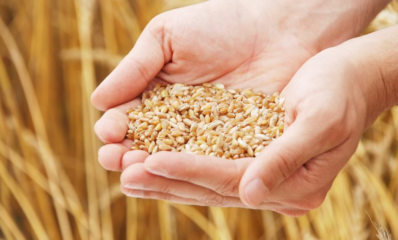 Россия обеспечит Беларусь пшеницей, гречкой и маслом в случае форс-мажора 1