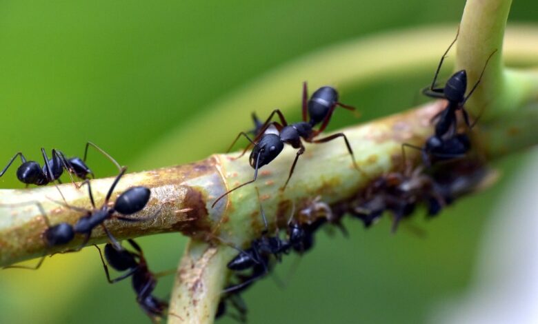 черные муравьи на цветах