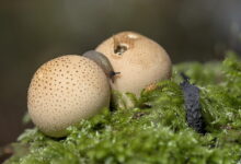 слизняк на грибах