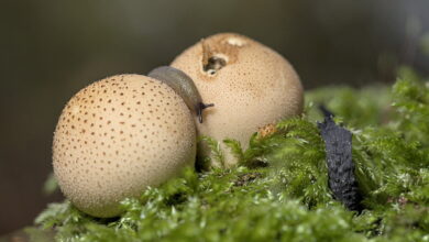 слизняк на грибах