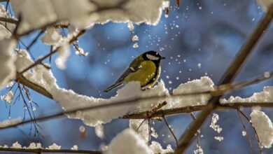 птица на дереве зимой, снег, мороз и солнце, погода