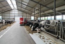 молочная ферма изнутри