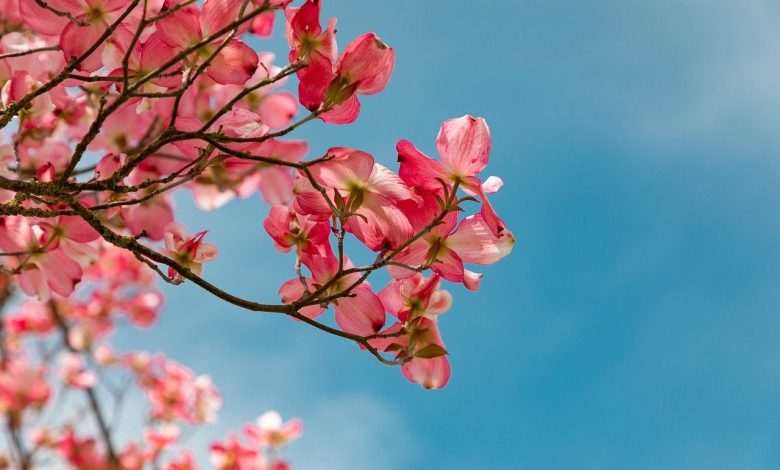 розовый сад, цветущее дерево