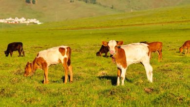 телята на лугу