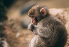 Ученый оценил риск развития пандемии из-за вируса оспы обезьян 4