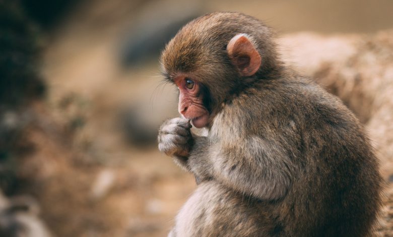 Ученый оценил риск развития пандемии из-за вируса оспы обезьян 1